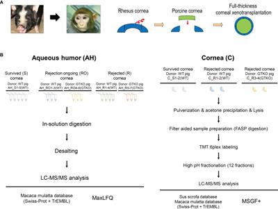 Proteomics Analysis of Aqueous Humor and Rejected Graft in Pig-to-Non-Human Primate Corneal Xenotransplantation